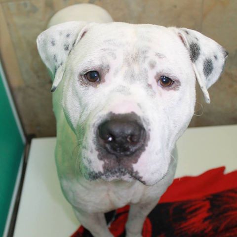 15268065_10210829199836723_994606376312373624_n