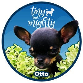 thumbnail_otto_tee1 (1)