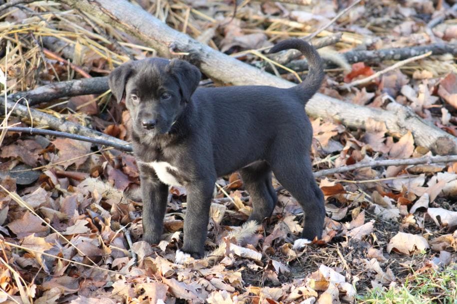 Labrador X Puppies! – K9EI Rescue