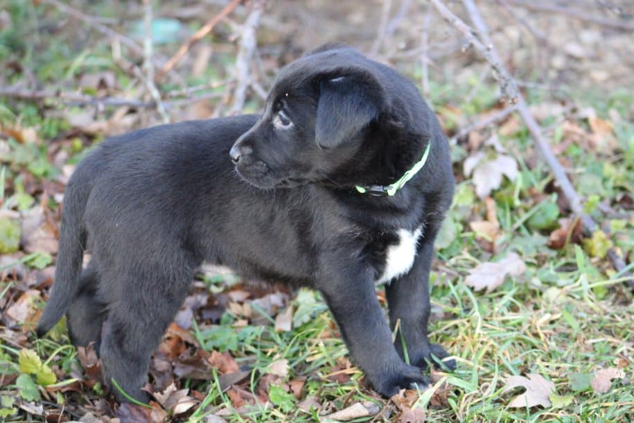 Labx Cockapoo Labrador X Puppies! – K9EI Rescue