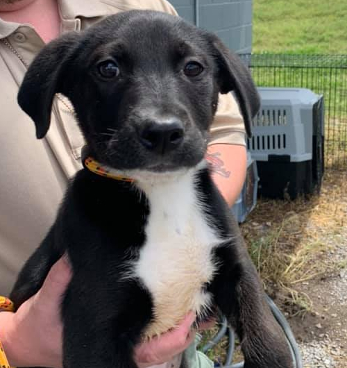 95115967_3216099775067880_6266224853842395136_n